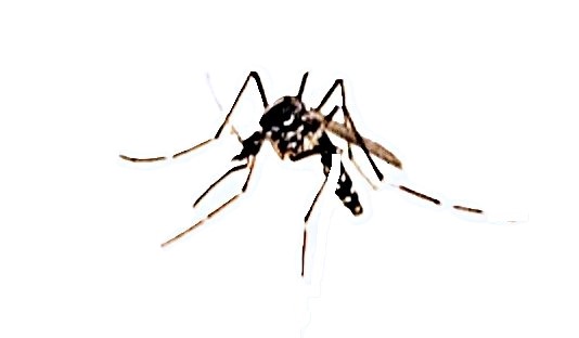 Dengue Virus Disease: Understanding and Prevention