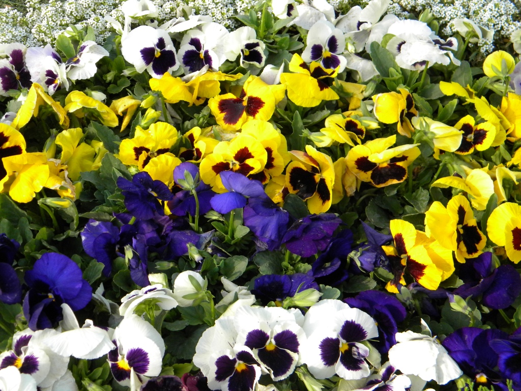 Pansies are beautiful flowers