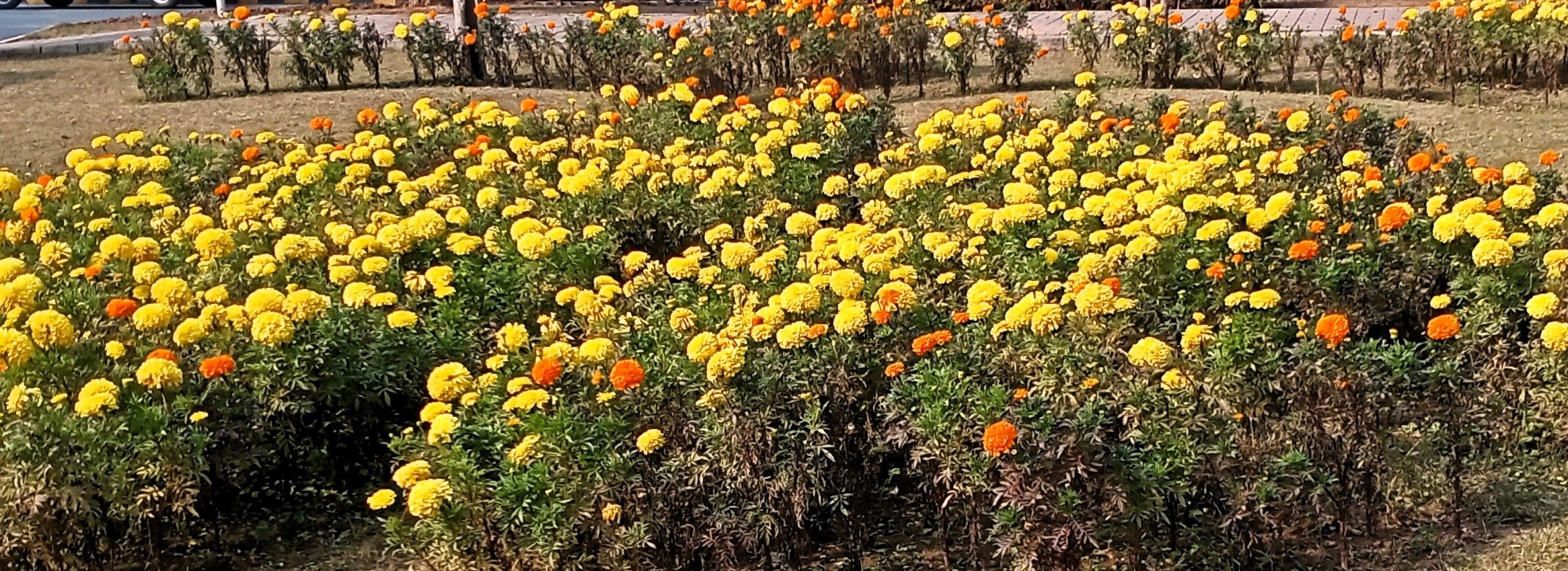 Marigolds are known for their bright colors
