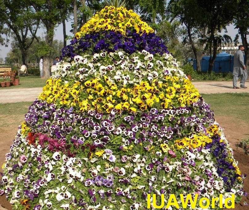  Pansy flower