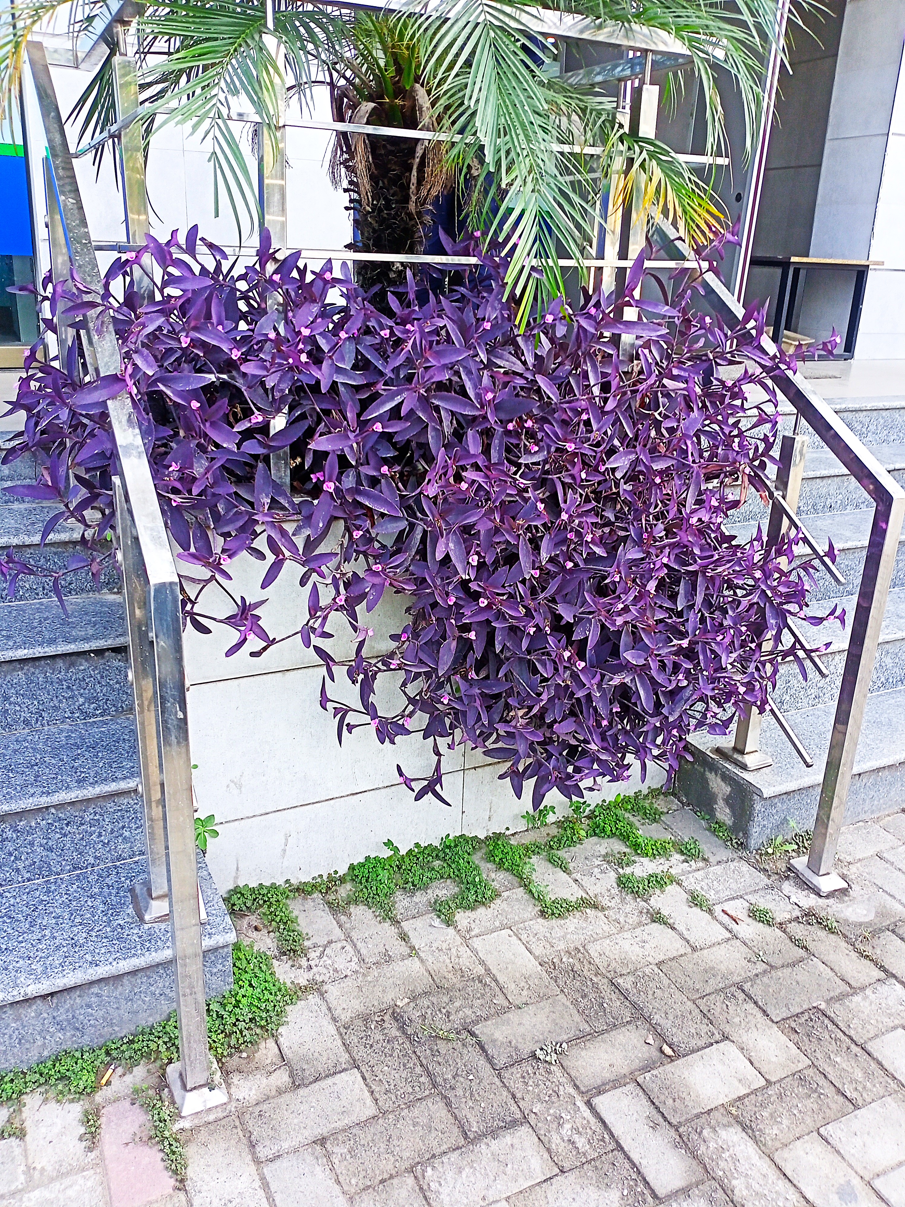 Purple Heart is a beautiful perennial  Plant